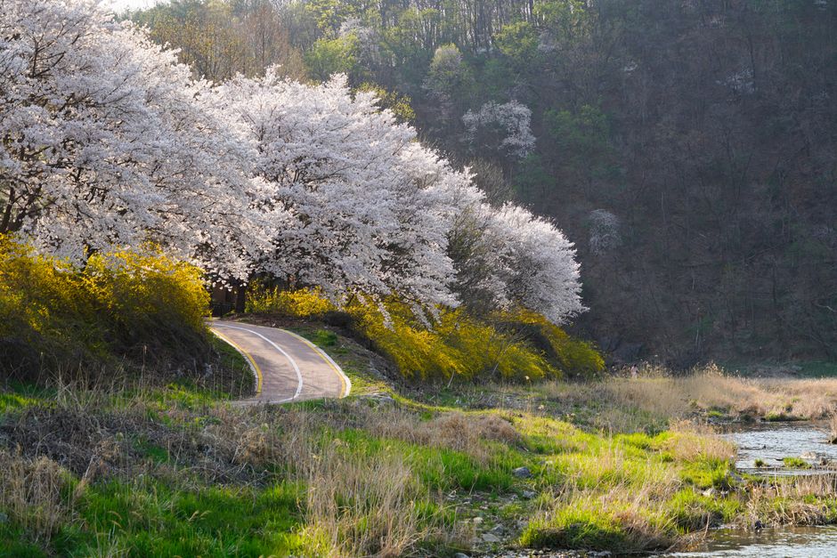 A picturesque concrete path surrounded by blossoming trees in a serene spring landscape.