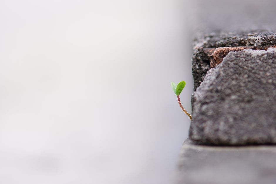 A small green sprout emerging from a crack in the concrete symbolizing growth and resilience.