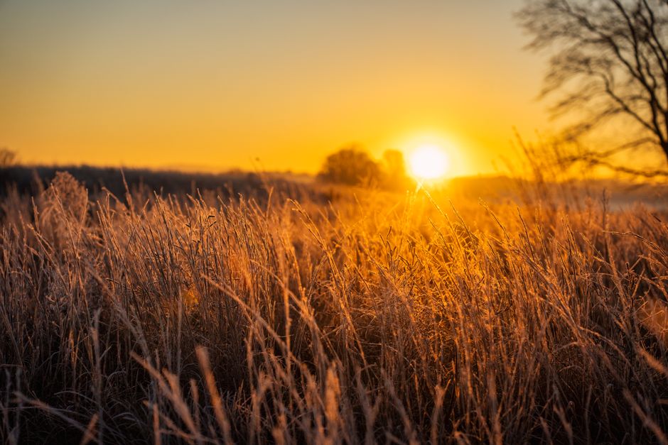 Warm golden sunset over a wheat field in rural West Newton, MN, USA.