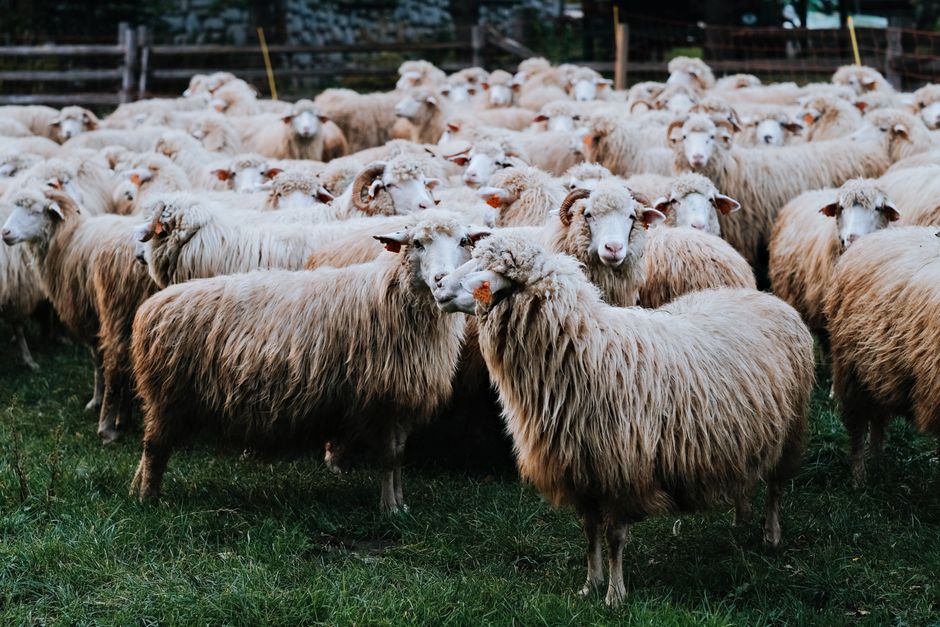 A close view of a flock of sheep standing together on a green farm field.